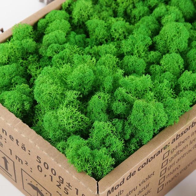 Preserved Decorative Moss Durable Natural Preserved Moss For Home  Decorations Model Making - AliExpress